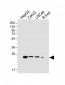 GSTA1 Antibody